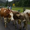 Rund 60 Rinder sind am Donnerstagvormittag von der Buchel Alpe im Oberallgäu zurück ins Tal gekommen. Trotz Regen verfolgten einige hundert Zuschauer den kleinen und dafür familiären Viehscheid in Unterjoch.