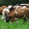 Rund 60 Rinder sind am Donnerstagvormittag von der Buchel Alpe im Oberallgäu zurück ins Tal gekommen. Trotz Regen verfolgten einige hundert Zuschauer den kleinen und dafür familiären Viehscheid in Unterjoch.