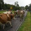 Rund 60 Rinder sind am Donnerstagvormittag von der Buchel Alpe im Oberallgäu zurück ins Tal gekommen. Trotz Regen verfolgten einige hundert Zuschauer den kleinen und dafür familiären Viehscheid in Unterjoch.