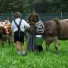 Rund 60 Rinder sind am Donnerstagvormittag von der Buchel Alpe im Oberallgäu zurück ins Tal gekommen. Trotz Regen verfolgten einige hundert Zuschauer den kleinen und dafür familiären Viehscheid in Unterjoch.