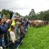 Rund 60 Rinder sind am Donnerstagvormittag von der Buchel Alpe im Oberallgäu zurück ins Tal gekommen. Trotz Regen verfolgten einige hundert Zuschauer den kleinen und dafür familiären Viehscheid in Unterjoch.