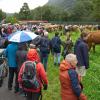 Rund 60 Rinder sind am Donnerstagvormittag von der Buchel Alpe im Oberallgäu zurück ins Tal gekommen. Trotz Regen verfolgten einige hundert Zuschauer den kleinen und dafür familiären Viehscheid in Unterjoch.