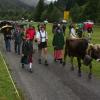 Rund 60 Rinder sind am Donnerstagvormittag von der Buchel Alpe im Oberallgäu zurück ins Tal gekommen. Trotz Regen verfolgten einige hundert Zuschauer den kleinen und dafür familiären Viehscheid in Unterjoch.