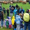 Rund 60 Rinder sind am Donnerstagvormittag von der Buchel Alpe im Oberallgäu zurück ins Tal gekommen. Trotz Regen verfolgten einige hundert Zuschauer den kleinen und dafür familiären Viehscheid in Unterjoch.