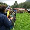 Rund 60 Rinder sind am Donnerstagvormittag von der Buchel Alpe im Oberallgäu zurück ins Tal gekommen. Trotz Regen verfolgten einige hundert Zuschauer den kleinen und dafür familiären Viehscheid in Unterjoch.