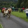 Rund 60 Rinder sind am Donnerstagvormittag von der Buchel Alpe im Oberallgäu zurück ins Tal gekommen. Trotz Regen verfolgten einige hundert Zuschauer den kleinen und dafür familiären Viehscheid in Unterjoch.
