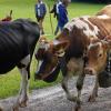Am Freitagvormittag war auch Nesselwang mit dem Viehscheid an der Reihe. 115 Schumpen zogen vom Waldfestplatz, die Liftstraße hinunter bis zum Feuerwehrhaus. Entlang der ganzen Strecke wurden die Tiere dabei von vielen Zuschauern beobachtet. Am Nachmittag spielt dann die Harmoniemusik Nesselwang im Festzelt auf und auch die traditionelle Schellenübergabe findet dann statt.
