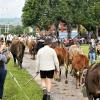 Am Freitagvormittag war auch Nesselwang mit dem Viehscheid an der Reihe. 115 Schumpen zogen vom Waldfestplatz, die Liftstraße hinunter bis zum Feuerwehrhaus. Entlang der ganzen Strecke wurden die Tiere dabei von vielen Zuschauern beobachtet. Am Nachmittag spielt dann die Harmoniemusik Nesselwang im Festzelt auf und auch die traditionelle Schellenübergabe findet dann statt.
