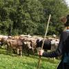 Am Freitagvormittag war auch Nesselwang mit dem Viehscheid an der Reihe. 115 Schumpen zogen vom Waldfestplatz, die Liftstraße hinunter bis zum Feuerwehrhaus. Entlang der ganzen Strecke wurden die Tiere dabei von vielen Zuschauern beobachtet. Am Nachmittag spielt dann die Harmoniemusik Nesselwang im Festzelt auf und auch die traditionelle Schellenübergabe findet dann statt.