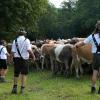 Am Freitagvormittag war auch Nesselwang mit dem Viehscheid an der Reihe. 115 Schumpen zogen vom Waldfestplatz, die Liftstraße hinunter bis zum Feuerwehrhaus. Entlang der ganzen Strecke wurden die Tiere dabei von vielen Zuschauern beobachtet. Am Nachmittag spielt dann die Harmoniemusik Nesselwang im Festzelt auf und auch die traditionelle Schellenübergabe findet dann statt.