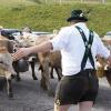 Am Freitagvormittag war auch Nesselwang mit dem Viehscheid an der Reihe. 115 Schumpen zogen vom Waldfestplatz, die Liftstraße hinunter bis zum Feuerwehrhaus. Entlang der ganzen Strecke wurden die Tiere dabei von vielen Zuschauern beobachtet. Am Nachmittag spielt dann die Harmoniemusik Nesselwang im Festzelt auf und auch die traditionelle Schellenübergabe findet dann statt.