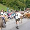 Am Freitagvormittag war auch Nesselwang mit dem Viehscheid an der Reihe. 115 Schumpen zogen vom Waldfestplatz, die Liftstraße hinunter bis zum Feuerwehrhaus. Entlang der ganzen Strecke wurden die Tiere dabei von vielen Zuschauern beobachtet. Am Nachmittag spielt dann die Harmoniemusik Nesselwang im Festzelt auf und auch die traditionelle Schellenübergabe findet dann statt.