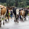 Der Viehscheid in Pfronten Röfleuten konnte in diesem Jahr wieder im gewohnten Rahmen stattfinden. Mit einem prächtig geschmücktem Kranzrind führte Hirte Florian Mörz die Herde an. Abgetrieben wurden die Schumpen vom Röfleuter Berg. Viele Helfer und Treiber waren nötig, um die Tiere sicher ins Tal und auf den Scheidplatz zu bringen.