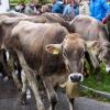 Der Viehscheid in Pfronten Röfleuten konnte in diesem Jahr wieder im gewohnten Rahmen stattfinden. Mit einem prächtig geschmücktem Kranzrind führte Hirte Florian Mörz die Herde an. Abgetrieben wurden die Schumpen vom Röfleuter Berg. Viele Helfer und Treiber waren nötig, um die Tiere sicher ins Tal und auf den Scheidplatz zu bringen.