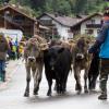 Der Viehscheid in Pfronten Röfleuten konnte in diesem Jahr wieder im gewohnten Rahmen stattfinden. Mit einem prächtig geschmücktem Kranzrind führte Hirte Florian Mörz die Herde an. Abgetrieben wurden die Schumpen vom Röfleuter Berg. Viele Helfer und Treiber waren nötig, um die Tiere sicher ins Tal und auf den Scheidplatz zu bringen.