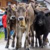 Der Viehscheid in Pfronten Röfleuten konnte in diesem Jahr wieder im gewohnten Rahmen stattfinden. Mit einem prächtig geschmücktem Kranzrind führte Hirte Florian Mörz die Herde an. Abgetrieben wurden die Schumpen vom Röfleuter Berg. Viele Helfer und Treiber waren nötig, um die Tiere sicher ins Tal und auf den Scheidplatz zu bringen.