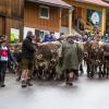 Der Viehscheid in Pfronten Röfleuten konnte in diesem Jahr wieder im gewohnten Rahmen stattfinden. Mit einem prächtig geschmücktem Kranzrind führte Hirte Florian Mörz die Herde an. Abgetrieben wurden die Schumpen vom Röfleuter Berg. Viele Helfer und Treiber waren nötig, um die Tiere sicher ins Tal und auf den Scheidplatz zu bringen.