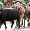 Der Viehscheid in Pfronten Röfleuten konnte in diesem Jahr wieder im gewohnten Rahmen stattfinden. Mit einem prächtig geschmücktem Kranzrind führte Hirte Florian Mörz die Herde an. Abgetrieben wurden die Schumpen vom Röfleuter Berg. Viele Helfer und Treiber waren nötig, um die Tiere sicher ins Tal und auf den Scheidplatz zu bringen.