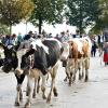 Am Freitagvormittag war auch Nesselwang mit dem Viehscheid an der Reihe. 115 Schumpen zogen vom Waldfestplatz, die Liftstraße hinunter bis zum Feuerwehrhaus. Entlang der ganzen Strecke wurden die Tiere dabei von vielen Zuschauern beobachtet. Am Nachmittag spielt dann die Harmoniemusik Nesselwang im Festzelt auf und auch die traditionelle Schellenübergabe findet dann statt.