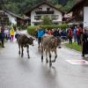 Der Viehscheid in Pfronten Röfleuten konnte in diesem Jahr wieder im gewohnten Rahmen stattfinden. Mit einem prächtig geschmücktem Kranzrind führte Hirte Florian Mörz die Herde an. Abgetrieben wurden die Schumpen vom Röfleuter Berg. Viele Helfer und Treiber waren nötig, um die Tiere sicher ins Tal und auf den Scheidplatz zu bringen.