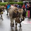 Der Viehscheid in Pfronten Röfleuten konnte in diesem Jahr wieder im gewohnten Rahmen stattfinden. Mit einem prächtig geschmücktem Kranzrind führte Hirte Florian Mörz die Herde an. Abgetrieben wurden die Schumpen vom Röfleuter Berg. Viele Helfer und Treiber waren nötig, um die Tiere sicher ins Tal und auf den Scheidplatz zu bringen.