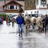 Am Samstag fand auch in Eisenberg ein Viehscheid statt. Obwohl es bis kurz vor Beginn des Viehscheids stark regnete, waren einige Besucher schon um 09:30 Uhr vor Orte. Neben Einheimischen waren auch Feriengäste unter den Zuschauern.