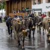 Am Samstag fand auch in Eisenberg ein Viehscheid statt. Obwohl es bis kurz vor Beginn des Viehscheids stark regnete, waren einige Besucher schon um 09:30 Uhr vor Orte. Neben Einheimischen waren auch Feriengäste unter den Zuschauern.