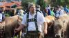 Gut besucht war auch dieses Jahr wieder der große Viehscheid in Thalkirchdorf. 18 Alpen kamen mit insgesamt 673 Rindern im Viertelstundentakt ins Tal zurück und wurden dort von zahlreichen Zuschauern begrüßt. So gut wie jede Alpe hatte ein Kranzrind, nur bei wenigen Alpen gab es dieses Jahr keine führende Kranzkuh. 
[video]https://www.youtube.com/watch?v=XkjBdIRFKWQ[/video]
