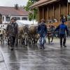 Am Samstag fand auch in Eisenberg ein Viehscheid statt. Obwohl es bis kurz vor Beginn des Viehscheids stark regnete, waren einige Besucher schon um 09:30 Uhr vor Orte. Neben Einheimischen waren auch Feriengäste unter den Zuschauern.