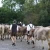 Am Samstag fand der Viehscheid in Immenstadt statt. Ab 09:00 Uhr zogen 10 Alpe mit über 800 Tieren durch die Stadt auf den Viehscheidhof. Leider spielte das Wetter nicht mit. Die ganze Zeit war es bewölkt und immer wieder trieb ein Regenschauer die zahlreichen Schaulustigen schutzsuchend unter die Regenschirme. Glücklicherweise gab es genug überdachte Verkaufsstände und ein Festzelt, dass dank des Wetters gut besucht war.