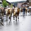 Am Samstag fand auch in Eisenberg ein Viehscheid statt. Obwohl es bis kurz vor Beginn des Viehscheids stark regnete, waren einige Besucher schon um 09:30 Uhr vor Orte. Neben Einheimischen waren auch Feriengäste unter den Zuschauern.