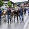 Am Samstag fand auch in Eisenberg ein Viehscheid statt. Obwohl es bis kurz vor Beginn des Viehscheids stark regnete, waren einige Besucher schon um 09:30 Uhr vor Orte. Neben Einheimischen waren auch Feriengäste unter den Zuschauern.
