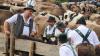 Gut besucht war auch dieses Jahr wieder der große Viehscheid in Thalkirchdorf. 18 Alpen kamen mit insgesamt 673 Rindern im Viertelstundentakt ins Tal zurück und wurden dort von zahlreichen Zuschauern begrüßt. So gut wie jede Alpe hatte ein Kranzrind, nur bei wenigen Alpen gab es dieses Jahr keine führende Kranzkuh. 
[video]https://www.youtube.com/watch?v=XkjBdIRFKWQ[/video]