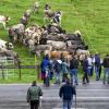 Am Samstag fand auch in Eisenberg ein Viehscheid statt. Obwohl es bis kurz vor Beginn des Viehscheids stark regnete, waren einige Besucher schon um 09:30 Uhr vor Orte. Neben Einheimischen waren auch Feriengäste unter den Zuschauern.