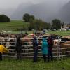 Der Viehscheid in Pfronten Röfleuten konnte in diesem Jahr wieder im gewohnten Rahmen stattfinden. Mit einem prächtig geschmücktem Kranzrind führte Hirte Florian Mörz die Herde an. Abgetrieben wurden die Schumpen vom Röfleuter Berg. Viele Helfer und Treiber waren nötig, um die Tiere sicher ins Tal und auf den Scheidplatz zu bringen.