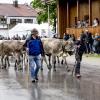 Am Samstag fand auch in Eisenberg ein Viehscheid statt. Obwohl es bis kurz vor Beginn des Viehscheids stark regnete, waren einige Besucher schon um 09:30 Uhr vor Orte. Neben Einheimischen waren auch Feriengäste unter den Zuschauern.