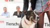 Der Tag der offenen Tür am vergangenen Sonntag im Tierheim Memmingen war ein voller Erfolg. Neben einer WAU-WOW-Schau, der Vorführung von Hunden aus dem Tierheim und einer Vorführung der BRK Rettungshundestaffel, hatten die zahlreichen Besucher auch die Möglichkeit sich einen Einblick in den Alltag der Tierpfleger zu verschaffen. Um die Teilnehmer der WAU-WOW-Schau zu bewerten, waren unter anderem Landrat Alex Eder, Oberbürgermeister Manfred Schilder und der Leiter der Polizeiinspektion Memmingen Joachim Huber in der Jury. 
﻿Finanzierung durch Spenden Das 1970 erbaute Tierheim wird nur durch Spenden, Mitgliedsbeiträgen und Pauschalzahlungen von Stadt und Gemeinden finanziert. Momentan sind im Memminger Tierheim rund 230 Tiere untergebracht, ein Großteil davon sind Katzen. Neben den üblichen Haustieren wie Hunden, Katzen, Mäusen und Vögeln, waren im Tierheim auch schon ein Krokodil, ein Nasenbär und eine Schwarze Witwe zu Gast.