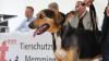 Der Tag der offenen Tür am vergangenen Sonntag im Tierheim Memmingen war ein voller Erfolg. Neben einer WAU-WOW-Schau, der Vorführung von Hunden aus dem Tierheim und einer Vorführung der BRK Rettungshundestaffel, hatten die zahlreichen Besucher auch die Möglichkeit sich einen Einblick in den Alltag der Tierpfleger zu verschaffen. Um die Teilnehmer der WAU-WOW-Schau zu bewerten, waren unter anderem Landrat Alex Eder, Oberbürgermeister Manfred Schilder und der Leiter der Polizeiinspektion Memmingen Joachim Huber in der Jury. 
﻿Finanzierung durch Spenden Das 1970 erbaute Tierheim wird nur durch Spenden, Mitgliedsbeiträgen und Pauschalzahlungen von Stadt und Gemeinden finanziert. Momentan sind im Memminger Tierheim rund 230 Tiere untergebracht, ein Großteil davon sind Katzen. Neben den üblichen Haustieren wie Hunden, Katzen, Mäusen und Vögeln, waren im Tierheim auch schon ein Krokodil, ein Nasenbär und eine Schwarze Witwe zu Gast.