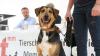 Der Tag der offenen Tür am vergangenen Sonntag im Tierheim Memmingen war ein voller Erfolg. Neben einer WAU-WOW-Schau, der Vorführung von Hunden aus dem Tierheim und einer Vorführung der BRK Rettungshundestaffel, hatten die zahlreichen Besucher auch die Möglichkeit sich einen Einblick in den Alltag der Tierpfleger zu verschaffen. Um die Teilnehmer der WAU-WOW-Schau zu bewerten, waren unter anderem Landrat Alex Eder, Oberbürgermeister Manfred Schilder und der Leiter der Polizeiinspektion Memmingen Joachim Huber in der Jury. 
﻿Finanzierung durch Spenden Das 1970 erbaute Tierheim wird nur durch Spenden, Mitgliedsbeiträgen und Pauschalzahlungen von Stadt und Gemeinden finanziert. Momentan sind im Memminger Tierheim rund 230 Tiere untergebracht, ein Großteil davon sind Katzen. Neben den üblichen Haustieren wie Hunden, Katzen, Mäusen und Vögeln, waren im Tierheim auch schon ein Krokodil, ein Nasenbär und eine Schwarze Witwe zu Gast.