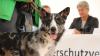 Der Tag der offenen Tür am vergangenen Sonntag im Tierheim Memmingen war ein voller Erfolg. Neben einer WAU-WOW-Schau, der Vorführung von Hunden aus dem Tierheim und einer Vorführung der BRK Rettungshundestaffel, hatten die zahlreichen Besucher auch die Möglichkeit sich einen Einblick in den Alltag der Tierpfleger zu verschaffen. Um die Teilnehmer der WAU-WOW-Schau zu bewerten, waren unter anderem Landrat Alex Eder, Oberbürgermeister Manfred Schilder und der Leiter der Polizeiinspektion Memmingen Joachim Huber in der Jury. 
﻿Finanzierung durch Spenden Das 1970 erbaute Tierheim wird nur durch Spenden, Mitgliedsbeiträgen und Pauschalzahlungen von Stadt und Gemeinden finanziert. Momentan sind im Memminger Tierheim rund 230 Tiere untergebracht, ein Großteil davon sind Katzen. Neben den üblichen Haustieren wie Hunden, Katzen, Mäusen und Vögeln, waren im Tierheim auch schon ein Krokodil, ein Nasenbär und eine Schwarze Witwe zu Gast.