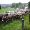 Klein aber fein, war der Viehscheid am Samstagvormittag in Jungholz. Bei strömendem Regen, kamen die Alpe Älpele und die Alpe Stubental zurück ins Tal. Begleitet wurden die Herden von knapp 100 Kühen. Von vielen Einheimischen und auch Urlaubern, wurden die Tiere und ihre Hirtinnen und Hirten im Tal begrüßt.