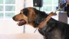 Der Tag der offenen Tür am vergangenen Sonntag im Tierheim Memmingen war ein voller Erfolg. Neben einer WAU-WOW-Schau, der Vorführung von Hunden aus dem Tierheim und einer Vorführung der BRK Rettungshundestaffel, hatten die zahlreichen Besucher auch die Möglichkeit sich einen Einblick in den Alltag der Tierpfleger zu verschaffen. Um die Teilnehmer der WAU-WOW-Schau zu bewerten, waren unter anderem Landrat Alex Eder, Oberbürgermeister Manfred Schilder und der Leiter der Polizeiinspektion Memmingen Joachim Huber in der Jury. 
﻿Finanzierung durch Spenden Das 1970 erbaute Tierheim wird nur durch Spenden, Mitgliedsbeiträgen und Pauschalzahlungen von Stadt und Gemeinden finanziert. Momentan sind im Memminger Tierheim rund 230 Tiere untergebracht, ein Großteil davon sind Katzen. Neben den üblichen Haustieren wie Hunden, Katzen, Mäusen und Vögeln, waren im Tierheim auch schon ein Krokodil, ein Nasenbär und eine Schwarze Witwe zu Gast.