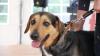 Der Tag der offenen Tür am vergangenen Sonntag im Tierheim Memmingen war ein voller Erfolg. Neben einer WAU-WOW-Schau, der Vorführung von Hunden aus dem Tierheim und einer Vorführung der BRK Rettungshundestaffel, hatten die zahlreichen Besucher auch die Möglichkeit sich einen Einblick in den Alltag der Tierpfleger zu verschaffen. Um die Teilnehmer der WAU-WOW-Schau zu bewerten, waren unter anderem Landrat Alex Eder, Oberbürgermeister Manfred Schilder und der Leiter der Polizeiinspektion Memmingen Joachim Huber in der Jury. 
﻿Finanzierung durch Spenden Das 1970 erbaute Tierheim wird nur durch Spenden, Mitgliedsbeiträgen und Pauschalzahlungen von Stadt und Gemeinden finanziert. Momentan sind im Memminger Tierheim rund 230 Tiere untergebracht, ein Großteil davon sind Katzen. Neben den üblichen Haustieren wie Hunden, Katzen, Mäusen und Vögeln, waren im Tierheim auch schon ein Krokodil, ein Nasenbär und eine Schwarze Witwe zu Gast.