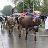 Klein aber fein, war der Viehscheid am Samstagvormittag in Jungholz. Bei strömendem Regen, kamen die Alpe Älpele und die Alpe Stubental zurück ins Tal. Begleitet wurden die Herden von knapp 100 Kühen. Von vielen Einheimischen und auch Urlaubern, wurden die Tiere und ihre Hirtinnen und Hirten im Tal begrüßt.
