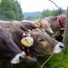Klein aber fein, war der Viehscheid am Samstagvormittag in Jungholz. Bei strömendem Regen, kamen die Alpe Älpele und die Alpe Stubental zurück ins Tal. Begleitet wurden die Herden von knapp 100 Kühen. Von vielen Einheimischen und auch Urlaubern, wurden die Tiere und ihre Hirtinnen und Hirten im Tal begrüßt.