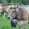 Einer der ersten Viehscheid, fand heute in Oberstaufen statt. 16 Alpen mit mehr als 1.000 Tieren kamen vom Berg ins Tal zurück. Mehrere tausend Besucher waren dazu in Oberstaufen zu Gast und empfingen die Tiere im Tal. Auch Ministerpräsident Markus Söder war vor Ort.