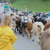 Einer der ersten Viehscheid, fand heute in Oberstaufen statt. 16 Alpen mit mehr als 1.000 Tieren kamen vom Berg ins Tal zurück. Mehrere tausend Besucher waren dazu in Oberstaufen zu Gast und empfingen die Tiere im Tal. Auch Ministerpräsident Markus Söder war vor Ort.