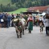 Einer der ersten Viehscheid, fand heute in Oberstaufen statt. 16 Alpen mit mehr als 1.000 Tieren kamen vom Berg ins Tal zurück. Mehrere tausend Besucher waren dazu in Oberstaufen zu Gast und empfingen die Tiere im Tal. Auch Ministerpräsident Markus Söder war vor Ort.