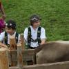 Einer der ersten Viehscheid, fand heute in Oberstaufen statt. 16 Alpen mit mehr als 1.000 Tieren kamen vom Berg ins Tal zurück. Mehrere tausend Besucher waren dazu in Oberstaufen zu Gast und empfingen die Tiere im Tal. Auch Ministerpräsident Markus Söder war vor Ort.