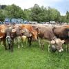 Einer der ersten Viehscheid, fand heute in Oberstaufen statt. 16 Alpen mit mehr als 1.000 Tieren kamen vom Berg ins Tal zurück. Mehrere tausend Besucher waren dazu in Oberstaufen zu Gast und empfingen die Tiere im Tal. Auch Ministerpräsident Markus Söder war vor Ort.